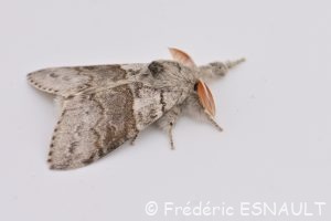 Orgie pudibonde (Calliteara pudibunda)