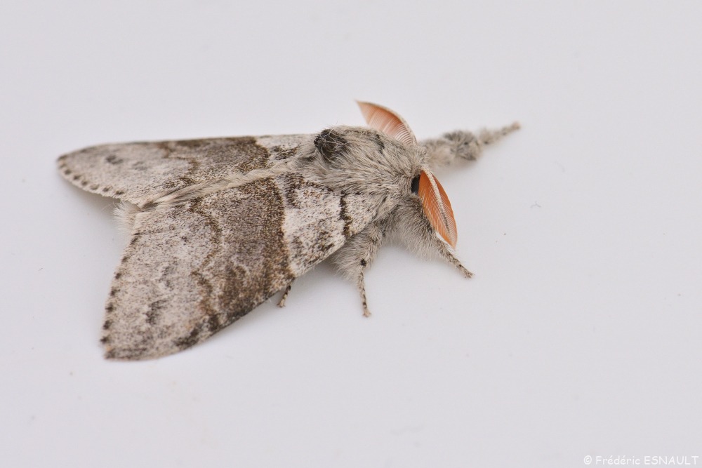 Orgie pudibonde (Calliteara pudibunda)