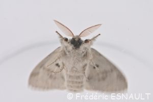 Orgie pudibonde (Calliteara pudibunda)