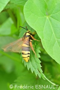 Sésie du peuplier ou Sésie apiforme (Sesia apiformis)