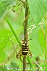 Sésie du peuplier ou Sésie apiforme (Sesia apiformis)