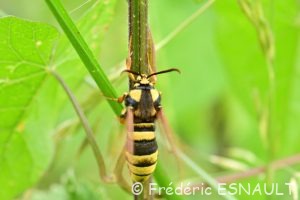 Sésie du peuplier ou Sésie apiforme (Sesia apiformis)