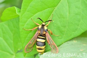 Sésie du peuplier ou Sésie apiforme (Sesia apiformis)