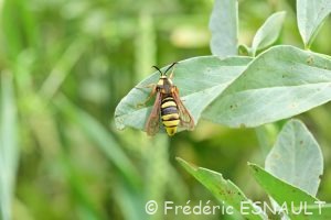 Sésie du peuplier ou Sésie apiforme (Sesia apiformis)