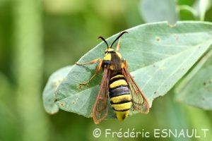 Sésie du peuplier ou Sésie apiforme (Sesia apiformis)