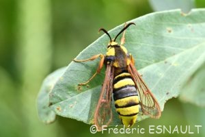 Sésie du peuplier ou Sésie apiforme (Sesia apiformis)