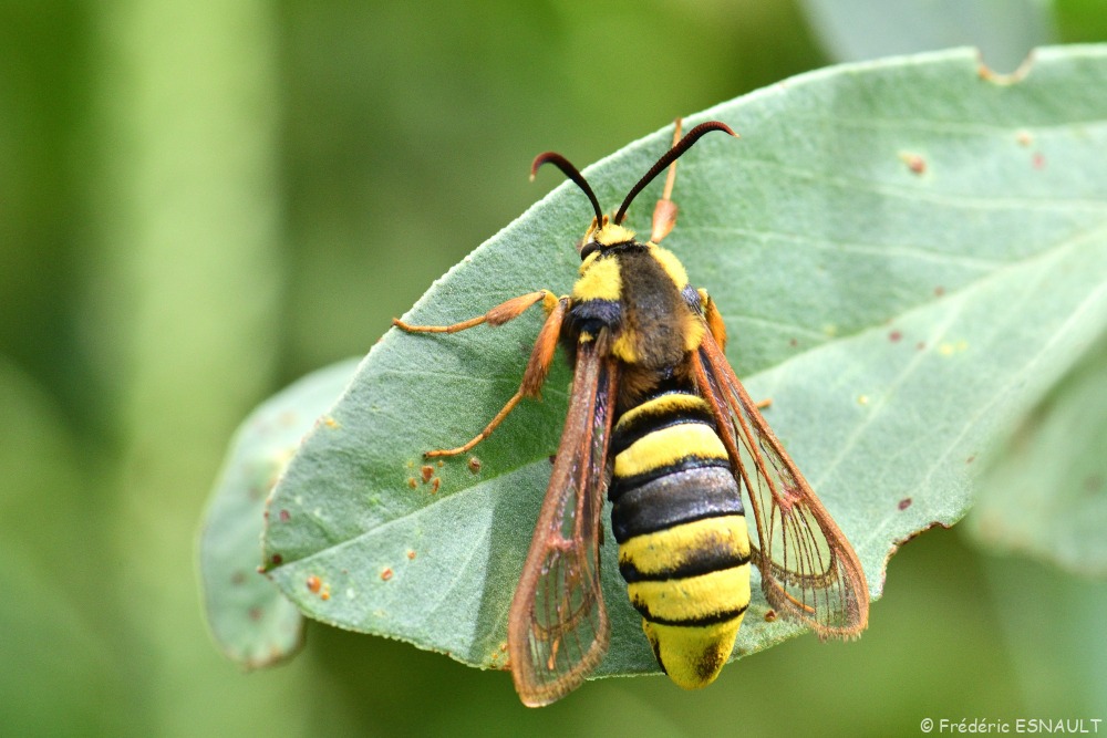Sésie du peuplier ou Sésie apiforme (Sesia apiformis)