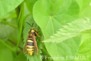Sésie du peuplier ou Sésie apiforme (Sesia apiformis)