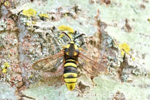 Sésie du peuplier ou Sésie apiforme (Sesia apiformis)