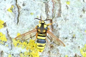 Sésie du peuplier ou Sésie apiforme (Sesia apiformis)