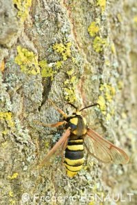 Sésie du peuplier ou Sésie apiforme (Sesia apiformis)