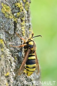 Sésie du peuplier ou Sésie apiforme (Sesia apiformis)