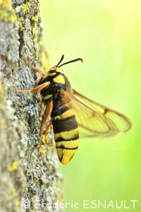 Sésie du peuplier ou Sésie apiforme (Sesia apiformis)