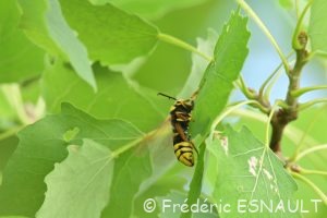 Sésie du peuplier ou Sésie apiforme (Sesia apiformis)