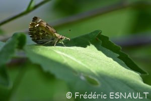 Hespérie de l'alcée (Carcharodus alceae)
