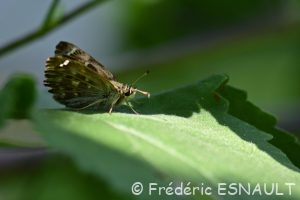 Hespérie de l'alcée (Carcharodus alceae)
