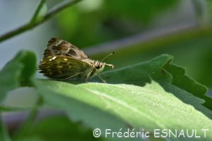 Hespérie de l'alcée (Carcharodus alceae)