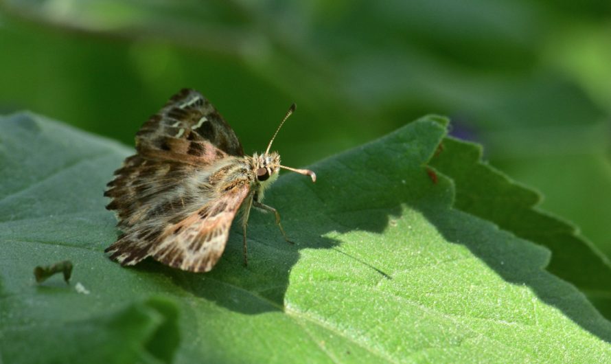 Nouveauté : Hespérie de l&rsquo;alcée (Carcharodus alceae)