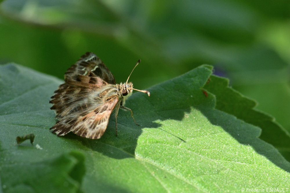 Hespérie de l'alcée (Carcharodus alceae)