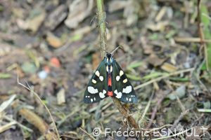 Écaille marbrée ou Écaille rouge (Callimorpha dominula)