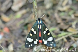 Écaille marbrée ou Écaille rouge (Callimorpha dominula)