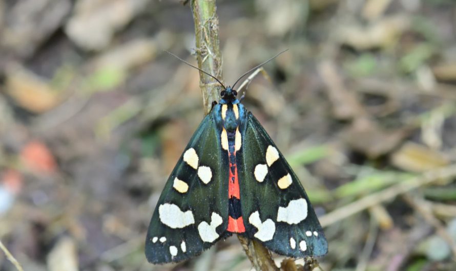 Nouveauté : Écaille marbrée ou Écaille rouge (Callimorpha dominula)