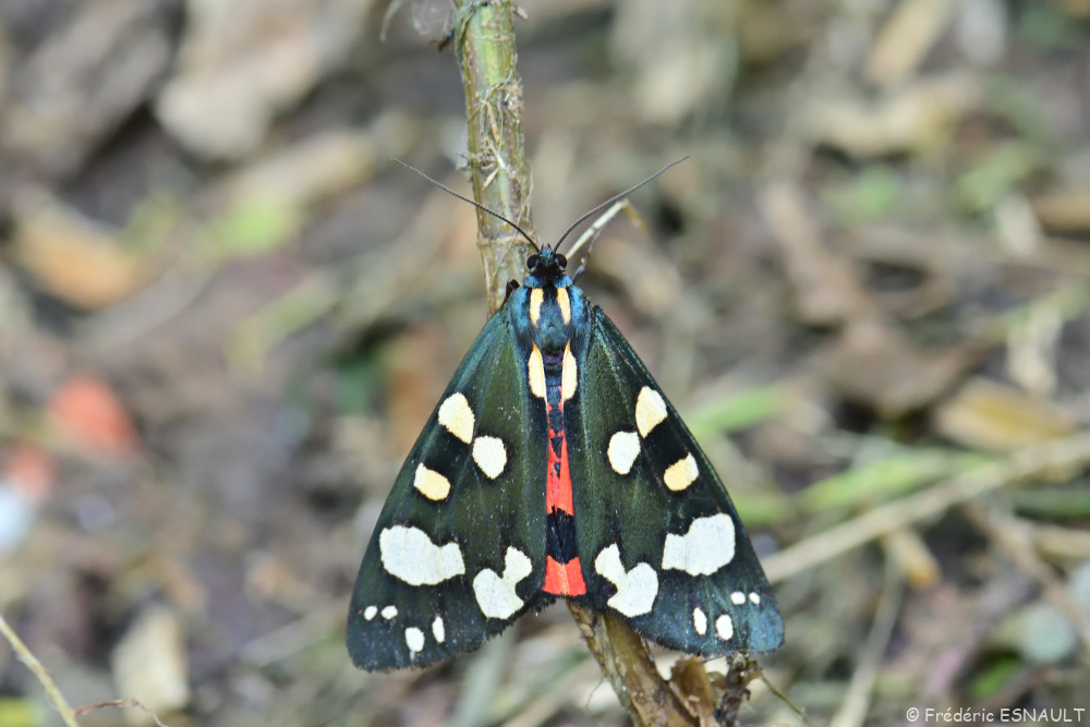 Écaille marbrée ou Écaille rouge (Callimorpha dominula)