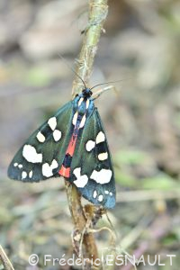 Écaille marbrée ou Écaille rouge (Callimorpha dominula)