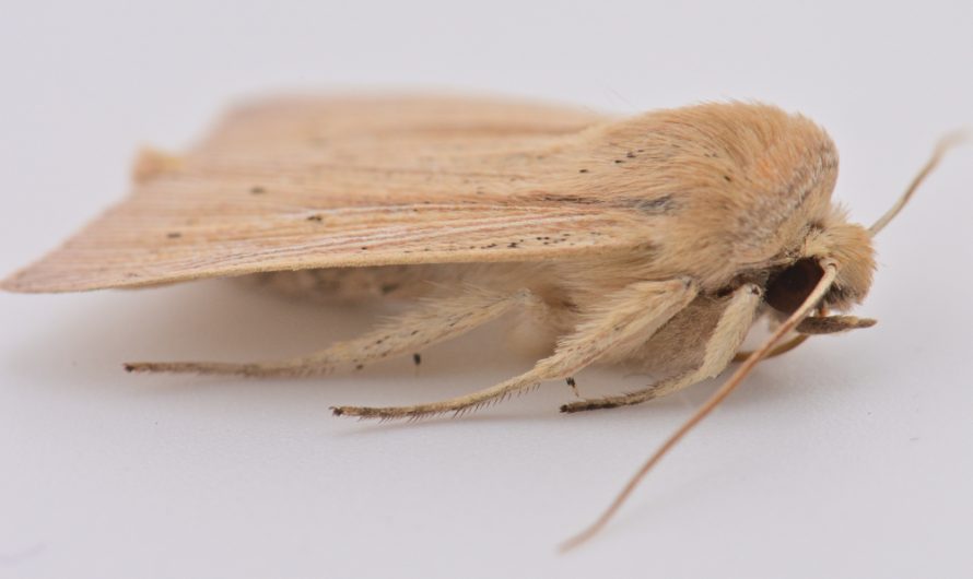 Nouveauté : Leucanie paillée (Mythimna straminea