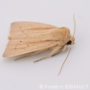 Leucanie paillée (Mythimna straminea)