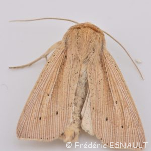 Leucanie paillée (Mythimna straminea)