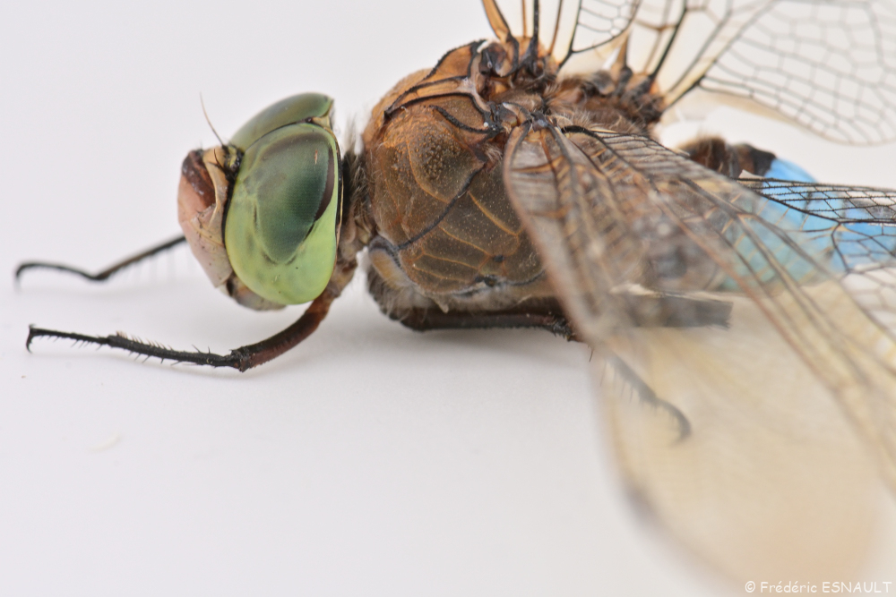 Anax napolitain (Anax parthenope)