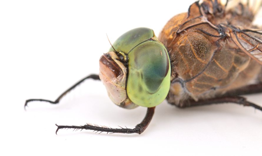 Portrait de l&rsquo;Anax napolitain (Anax parthenope)