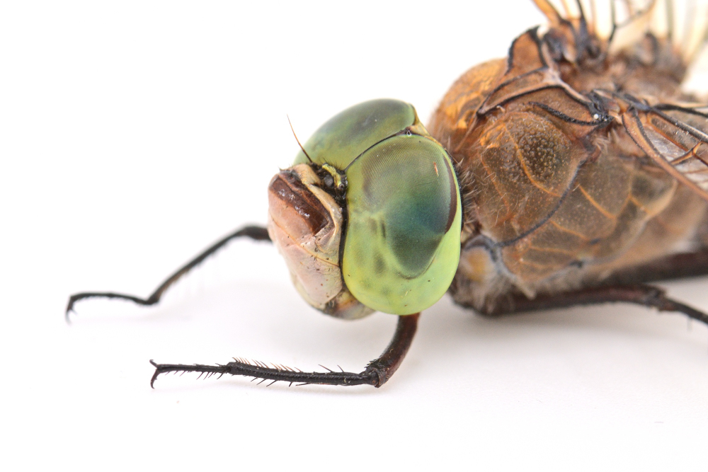 Anax napolitain (Anax parthenope)