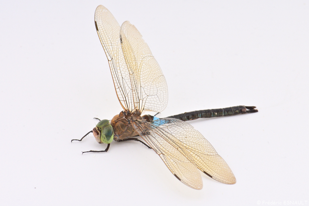 Anax napolitain (Anax parthenope)
