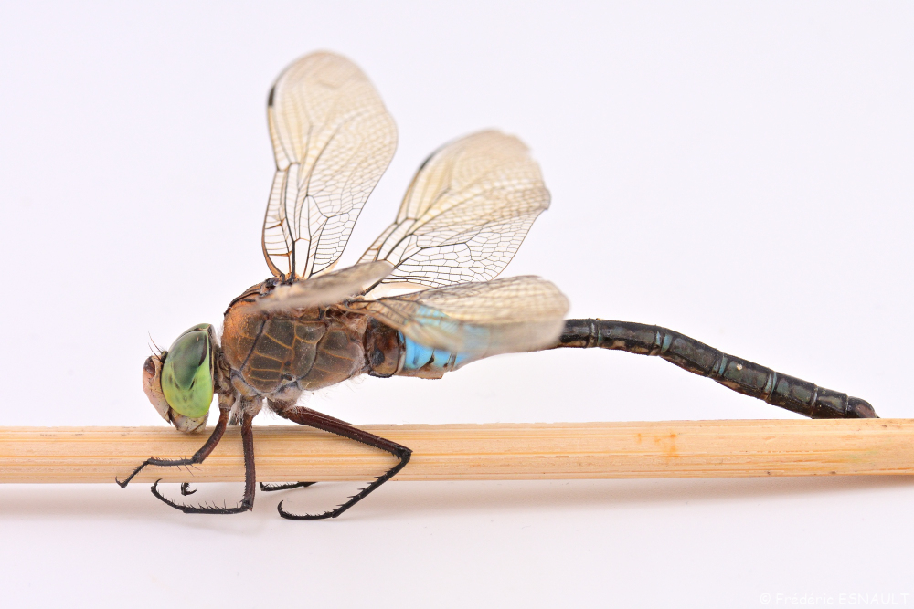 Anax napolitain (Anax parthenope)