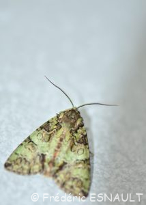 Noctuelle du camérisier (Polyphaenis sericata)