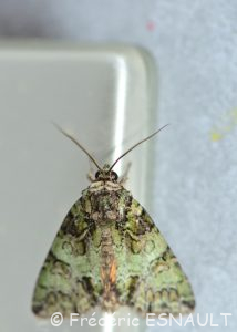 Noctuelle du camérisier (Polyphaenis sericata)
