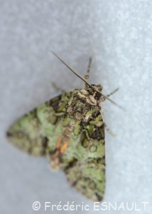 Noctuelle du camérisier (Polyphaenis sericata)