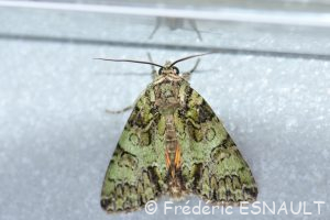 Noctuelle du camérisier (Polyphaenis sericata)