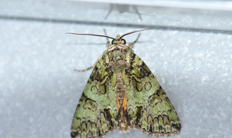 Nouveauté : Noctuelle du camérisier (Polyphaenis sericata)