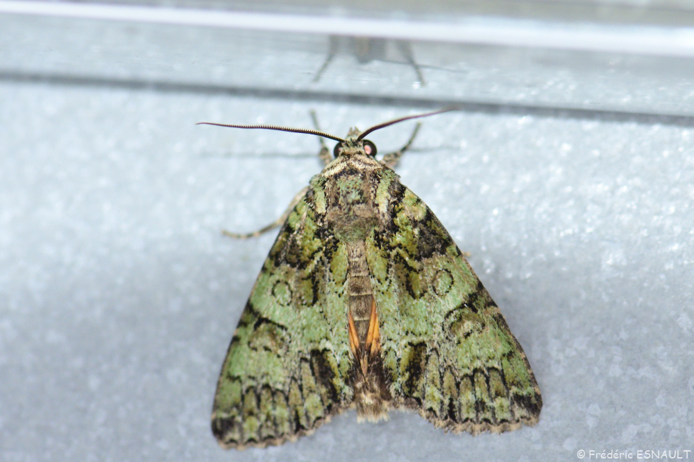 Noctuelle du camérisier (Polyphaenis sericata)