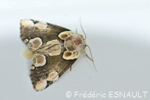 Noctuelle batis ou Batis (Thyatira batis)