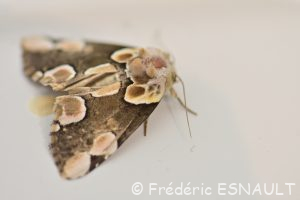 Noctuelle batis ou Batis (Thyatira batis)