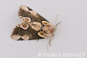 Noctuelle batis ou Batis (Thyatira batis)