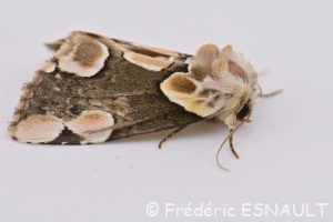 Noctuelle batis ou Batis (Thyatira batis)