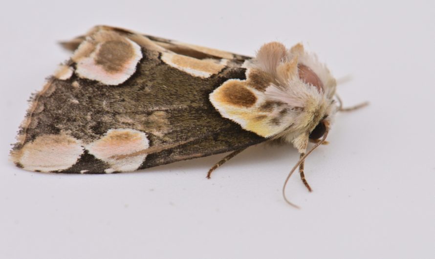 Nouveauté : Noctuelle Batis ou Batis (Thyatira batis)