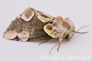 Noctuelle batis ou Batis (Thyatira batis)