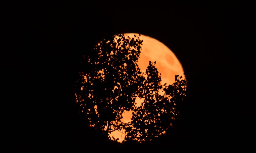 Lune du Cerf 2026