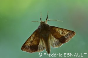 Chrysographe (Pyrrhia umbra)